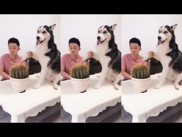 抖音|搞笑狗狗 二哈要拍仙人球 这表情真是亮了 经典哈士奇 二哈合集 2019 ep
